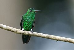 Steely-vented Hummingbird